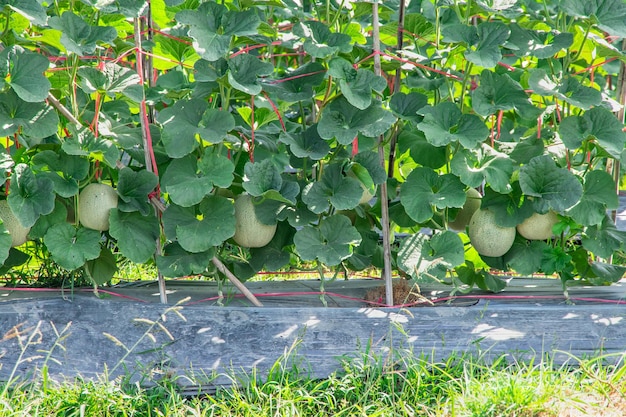 Melones en el jardínÁrbol de melón japonés que crece en el jardínFrutos de melón y plantas de melón en un huerto