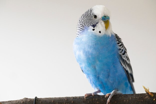 Melopsittacus undulatus. Retrato de loro ondulado azul.