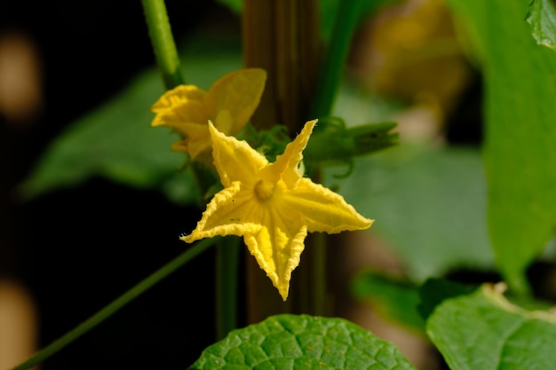 Foto melothria pendula, também conhecido como pepino rastejante ou pepino de guadalupe. flor amarela .