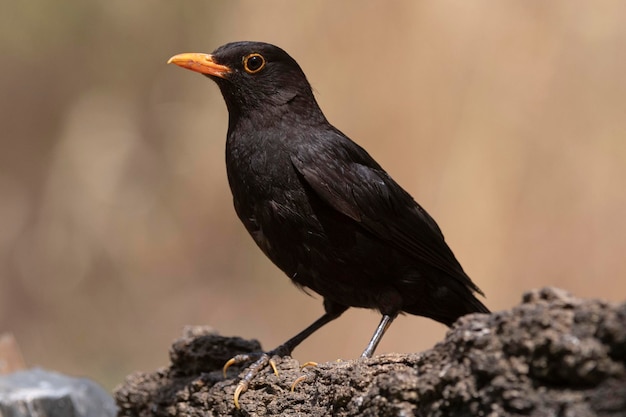 Melro comum Turdus merula Málaga Espanha