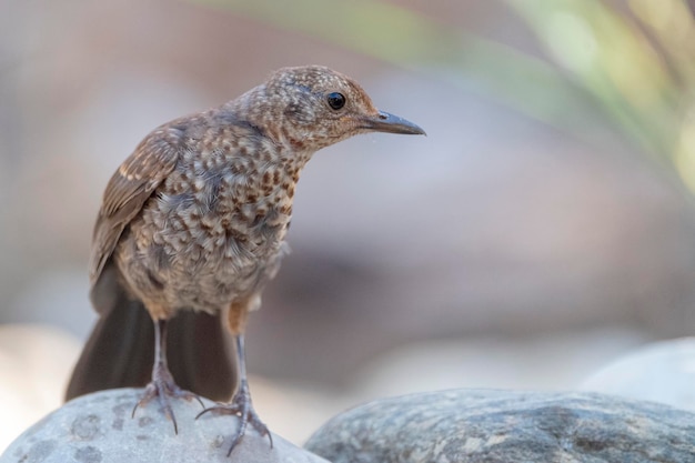 Melro comum Turdus merula Málaga Espanha