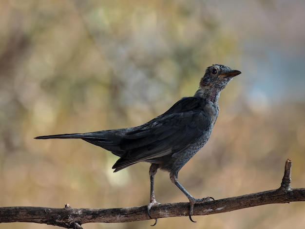 Melro-comum (Turdus merula).