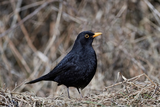 Melro comum (Turdus merula)