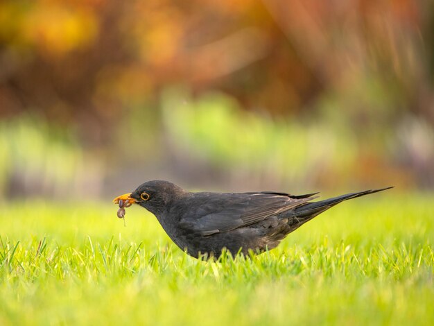 Melro Turdus merula. Close up, foco seletivo.