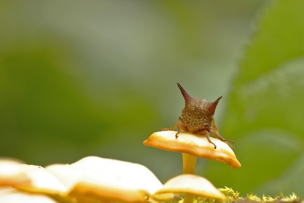 Membracidae empoleirado em um cogumelo