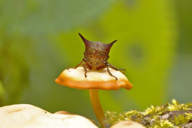 Membracidae thront auf einem Pilz