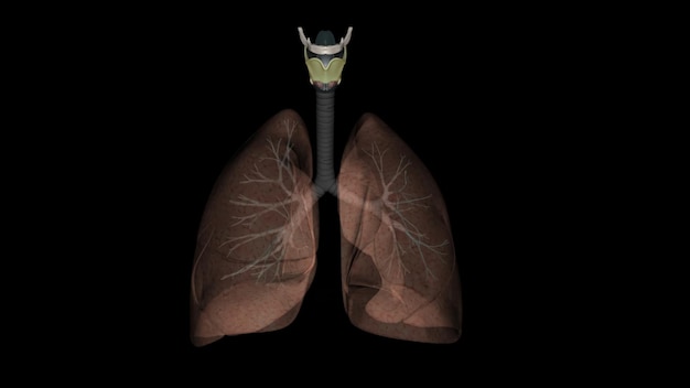 La membrana tiroideoide o membrana hipotiroidea es una amplia lámina fibroelástica de la laringe