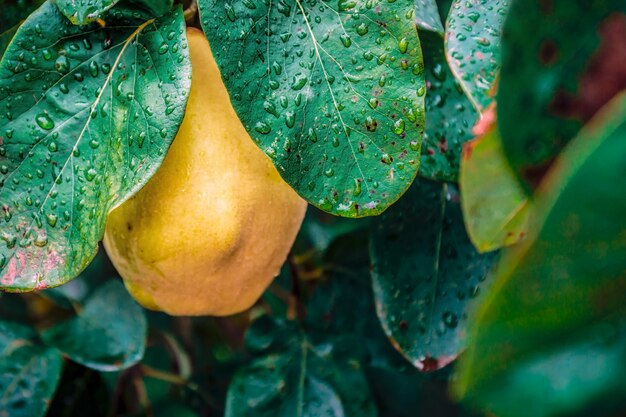 Membrillo amarillo