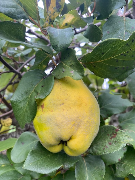 Membrillo con frutas Membrillos en la rama de un árbol