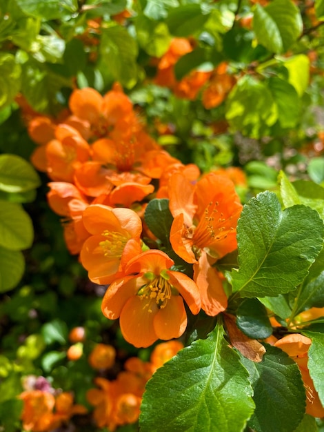 Membrillo japonés en flor Chaenomeles japonica