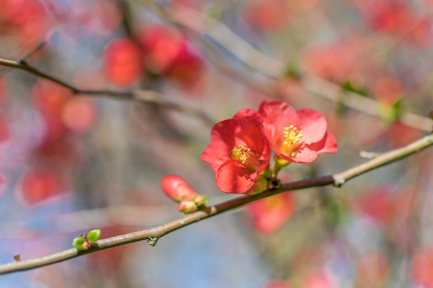 Membrillo japonés flores escarlata contra un fondo borroso con espacio