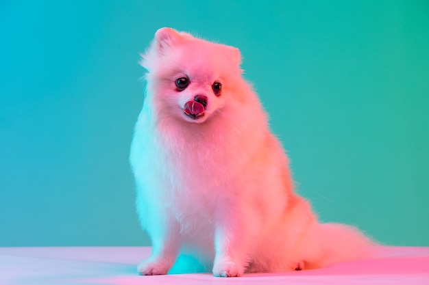 Mendicidad. Retrato de divertida mascota activa, lindo perro spitz posando aislado sobre la pared del estudio en neón.