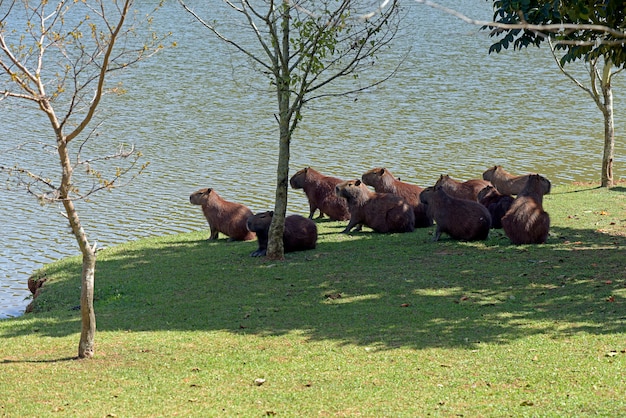 Menge von Capybaras, die am Rand des Wassers ein Sonnenbad nehmen