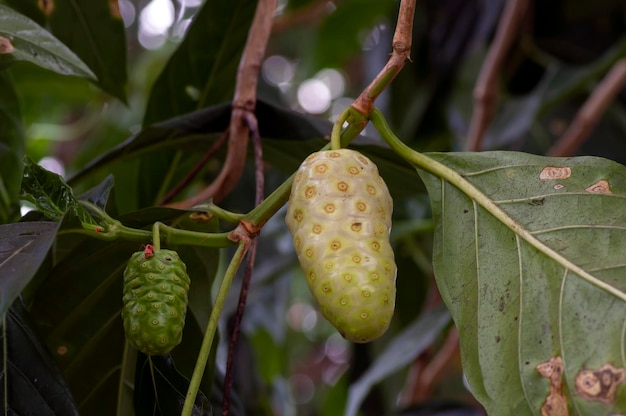 Mengkudu fruta madura Noni Morinda citrifolia também chamada de fruta da fome