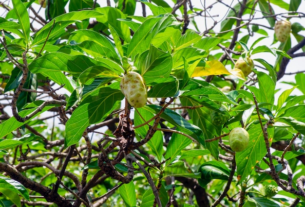 Mengkudu, Noni-Frucht (Morinda citrifolia), manchmal auch Hungerfrucht genannt