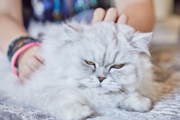 Menina acariciando o gato branco de pêlo comprido britânico em casa