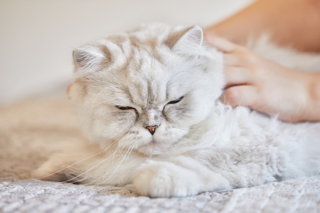 Menina acariciando o gato branco de pêlo comprido britânico em casa