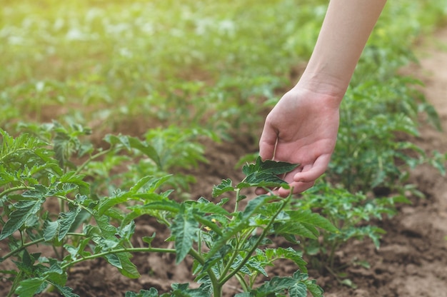 Menina adolescente tocando as mãos com plantas verdes no jardim