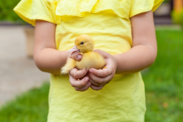 Menina adorável que guarda um patinho amarelo pequeno em sua mão.