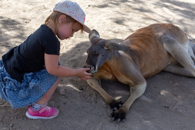 Foto menina alimenta canguru australiano