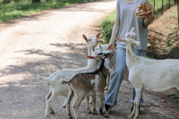 Menina alimenta e brinca com cabras em uma fazenda