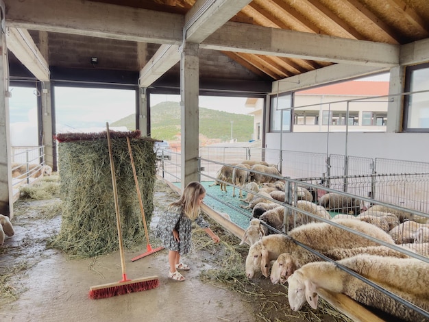 Menina alimenta feno para ovelhas no paddock na fazenda