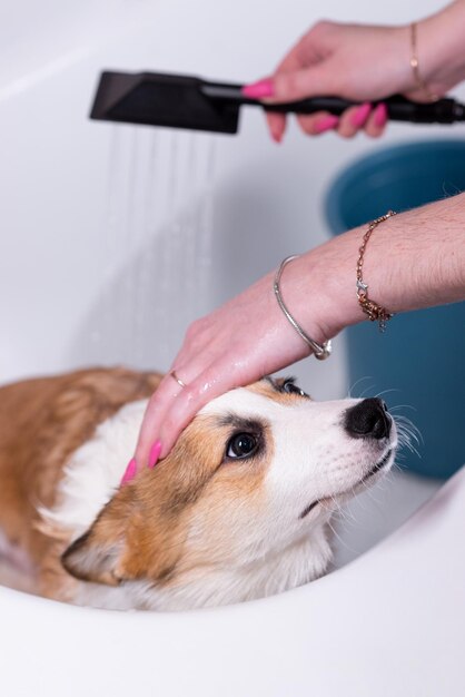 Menina banha um pequeno cachorro Pembroke Welsh Corgi no chuveiro Cute olha para longe Cão feliz conceito de cuidado vida animal saúde show raça de cão
