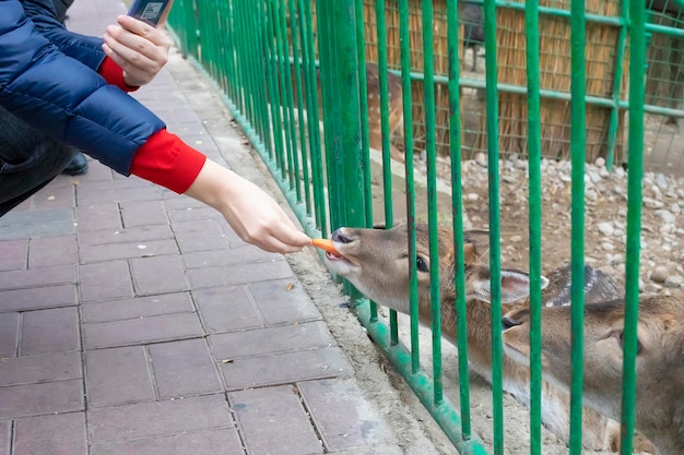 Menina bonita alimentando animais em uma fazenda infantil Linda criança acariciando animais no zoológico