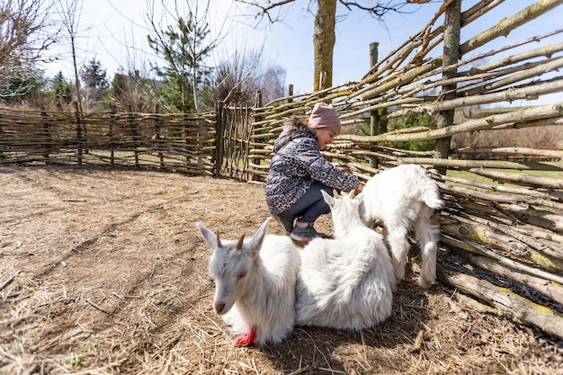 Menina bonitinha alimentando ovelhas e cabras na fazenda.