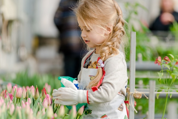 Menina borrifa tulipas d'água em uma estufa na primavera.