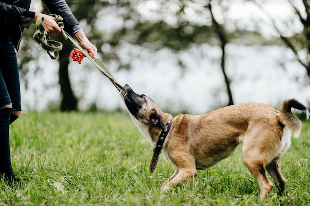 Menina brincando com cachorro engraçado na natureza