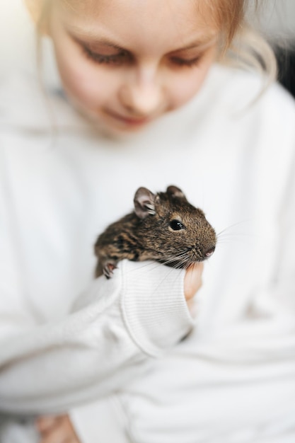 Menina brincando com pequeno animal esquilo degu