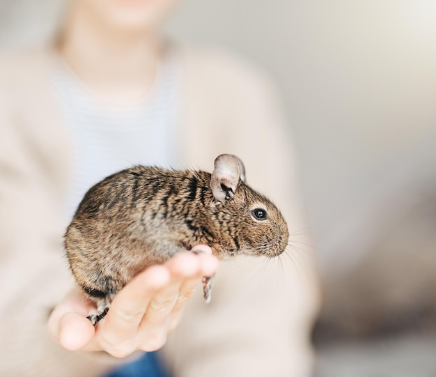 Menina brincando com um pequeno animal esquilo degu