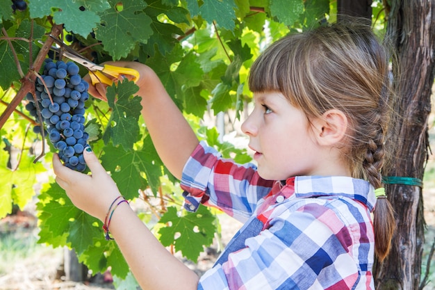 Menina, colheita de uva durante a colheita de vinho