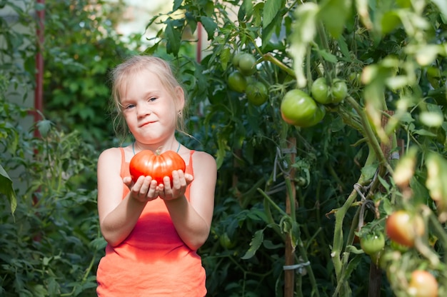 Menina colhendo tomate em uma estufa