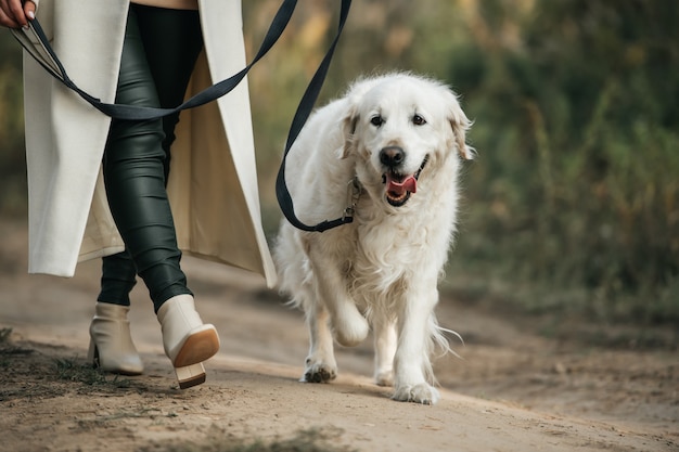 Menina com cachorro golden retriever branco no caminho da floresta