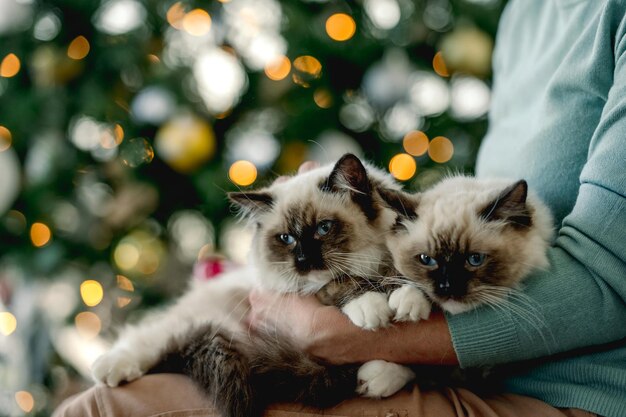 Menina com gatinhos ragdoll no Natal