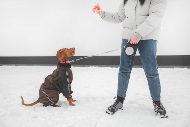 Menina com roupas quentes e um cachorro vestido na coleira é jogada por uma bola na neve no inverno
