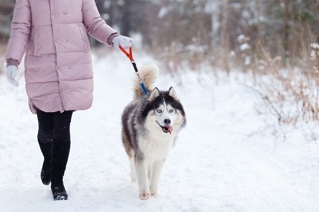 Menina com um cão da raça hussy em uma caminhada na floresta no inverno.