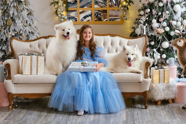 Menina com um vestido azul claro com dois cães Samoiedos brancos no estúdio