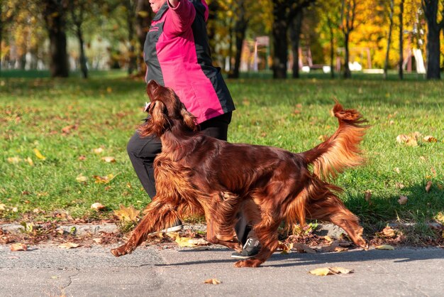 Menina corre em um parque de outono e brincando com um cachorro o setter irlandês em um parque corre no fundo lindas folhas amarelas de laranja