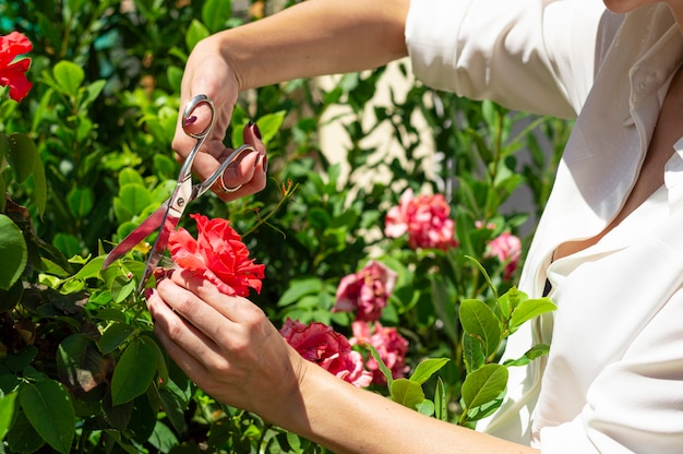 Menina corta rosas com uma tesoura de um arbusto.