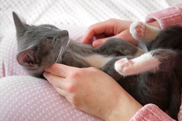 Menina de calça rosa acariciando um pequeno gato cinza deitado em seu colo Jovem mulher vestindo suéter sentada em casa e acariciando felino Gatinha de golpe feminino com mão e dedos Vida com o animal de estimação Kitty e eu