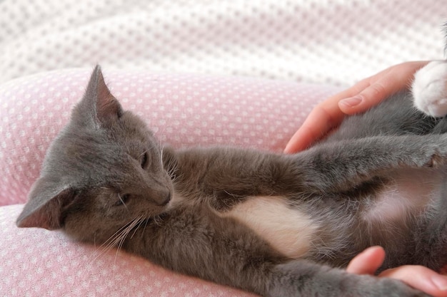 Menina de calça rosa acariciando um pequeno gato cinza deitado em seu colo Jovem mulher vestindo suéter sentada em casa e acariciando felino Gatinha de golpe feminino com mão e dedos Vida com o animal de estimação Kitty e eu