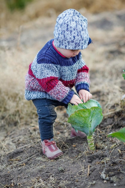 Menina de suéter quente fica ao lado de repolho verde e colhe folhas de repolho criança ajuda a colher