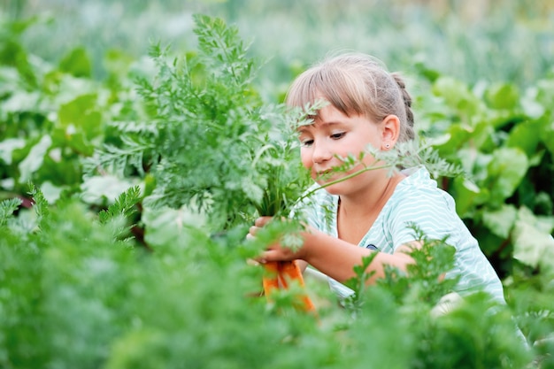 Menina escolhendo cenouras em um jardim. colheita de vegetais de outono.