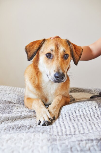 Menina está acariciando o cachorro fofo ruiva grande sentado na cama.