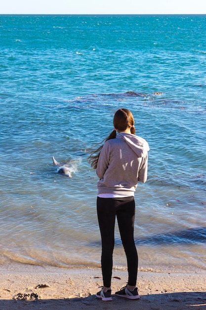 menina fica à beira do oceano olhando para um golfinho em monkey mia, francois peron, austrália