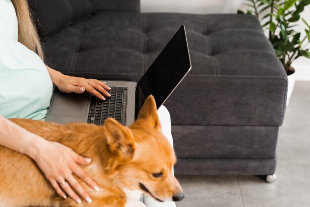 Menina grávida com laptop e cachorro Corgi sentado no sofá e conversando online com amigos Gravidez de estilo de vida com Welsh Corgi Pembroke