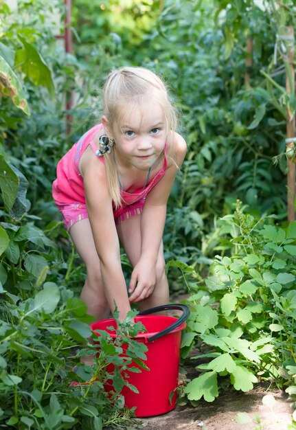 Menina horta colhendo tomates maduros